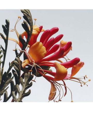 Honeysuckle & Davana Cologne 30ml/1floz