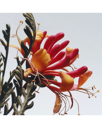 Jo Malone London Honeysuckle &amp; Davana Cologne 100ml