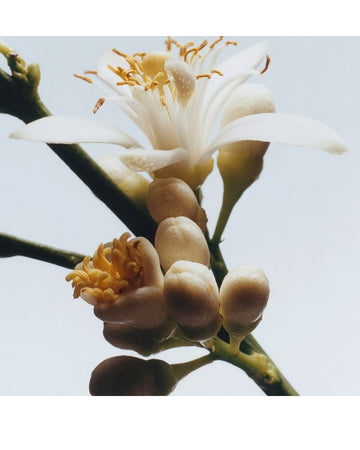 Orange Blossom Diffuser 165ml