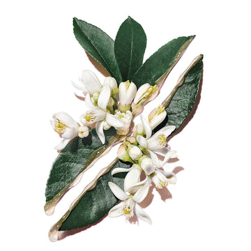 YSL Pure Shots Hydra Bounce Essence-In-Lotion 150Ml