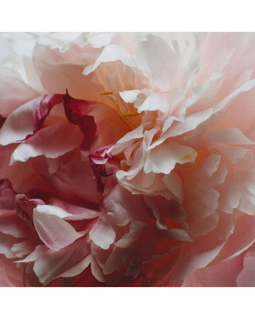 Peony & Blush Suede Hand Cream 30ml